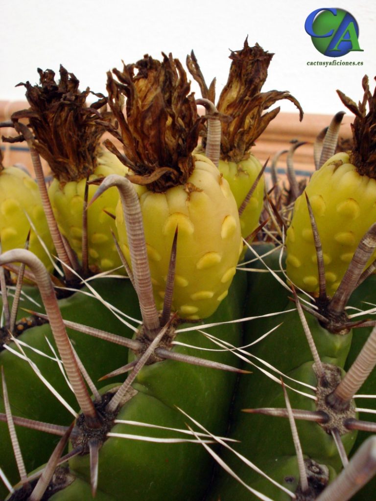Ferocactus wislizenii
