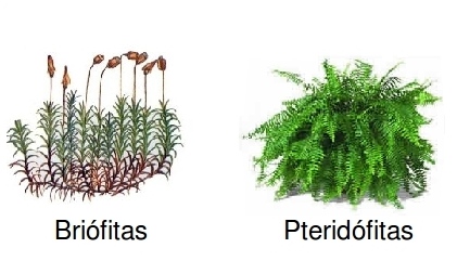 Briofitas y Pteridofitas