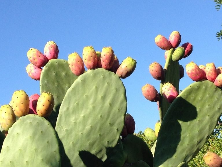 Estudio bromatológico del cladodio del Nopal para el consumo humano.