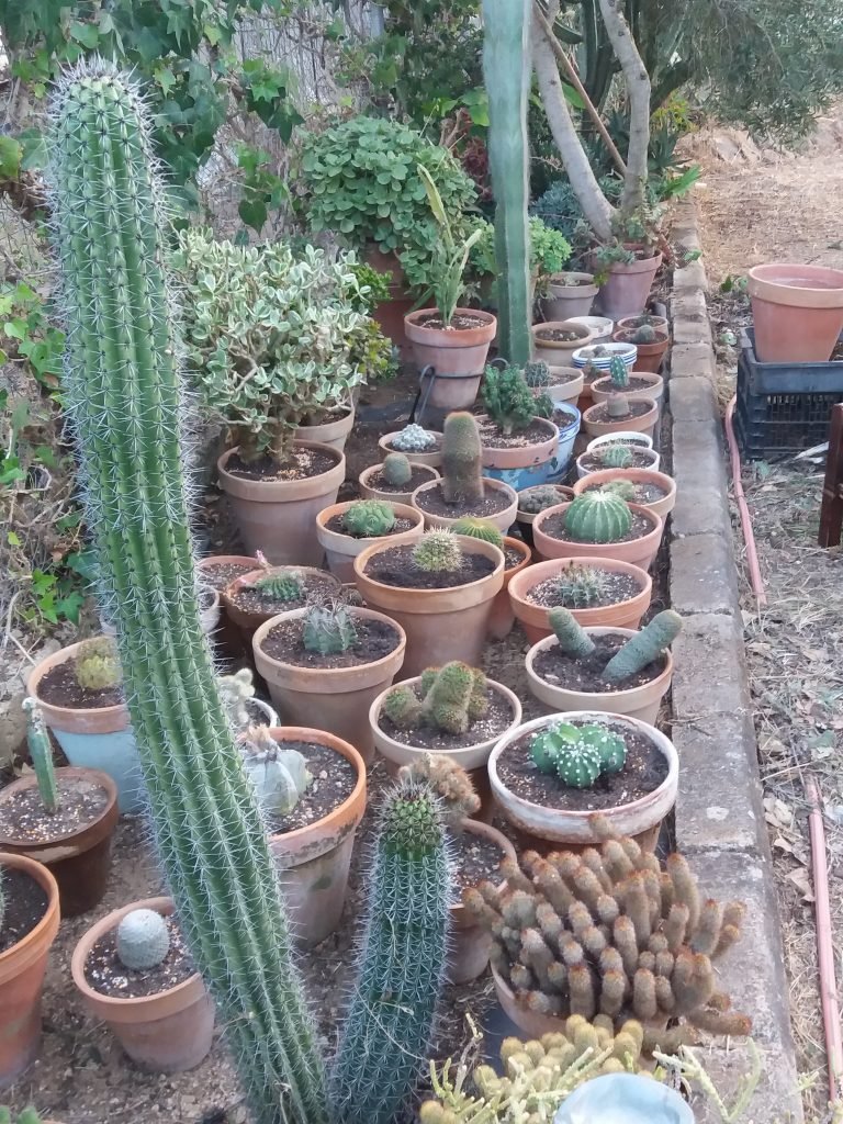 Stenocereus Thurberi