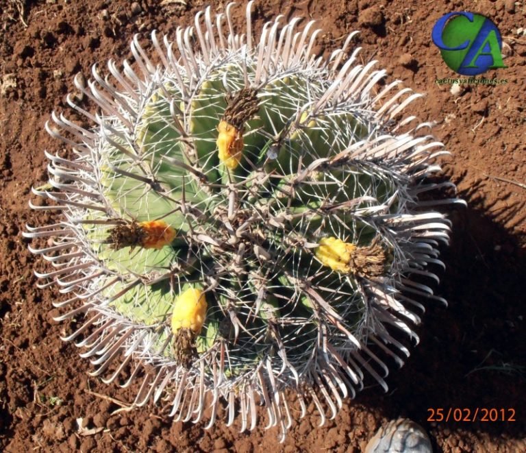 Ferocactus wislizenii