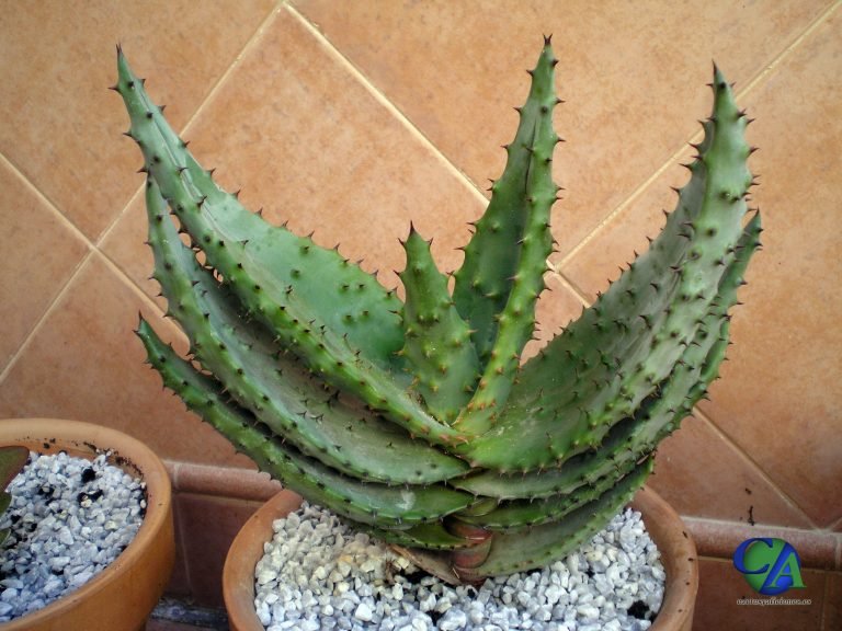 plantas palmiformes