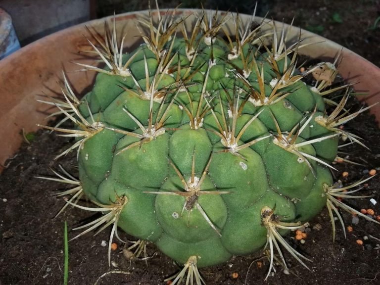 Gymnocalycium SP