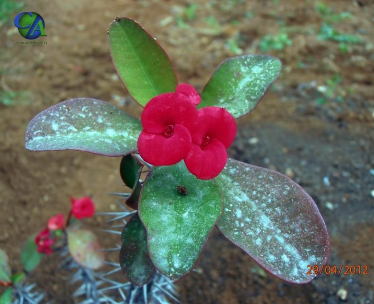 Euphorbia milii