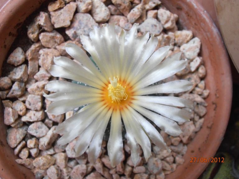 Astrophytum Asterias