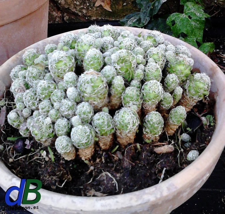 Mammillaria Gracilis