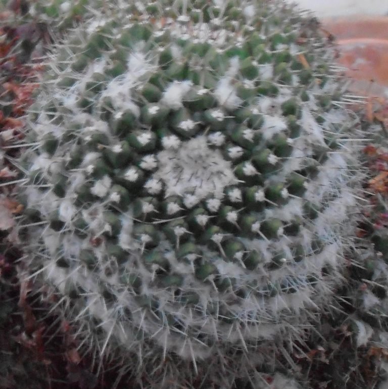 Mammillaria sempervivi