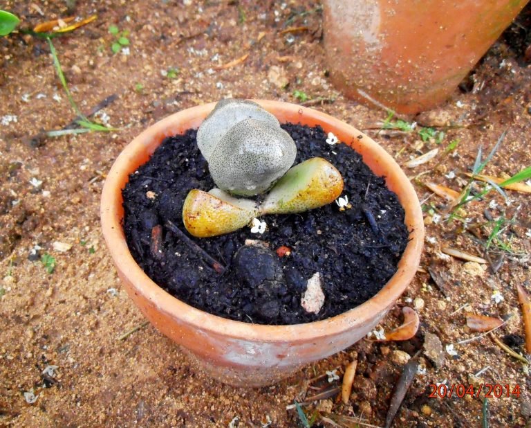 Identificación biológica de las suculentas.