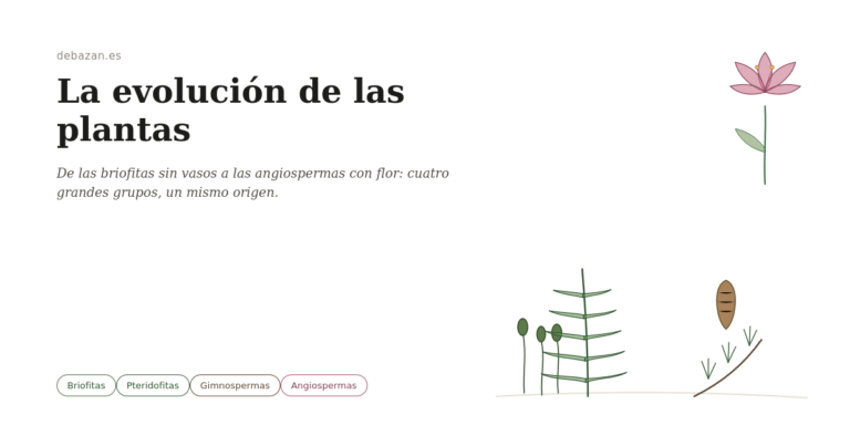 Briofitas, Pteridofitas, Gimnospermas y Angiospermas