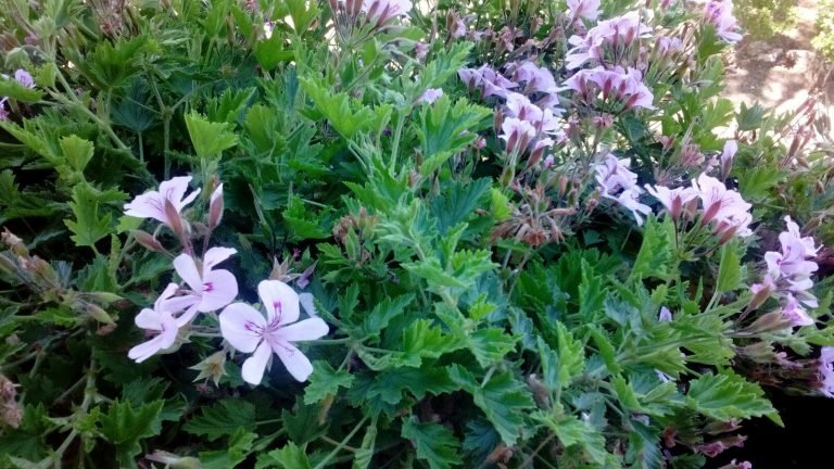 Pelargonium graveolens