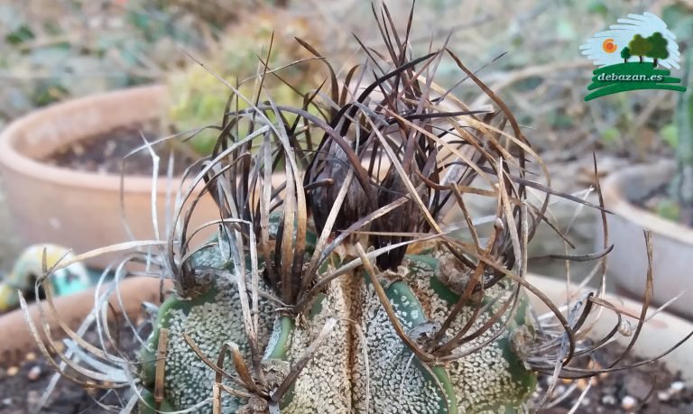 Astrophytum Capricorne