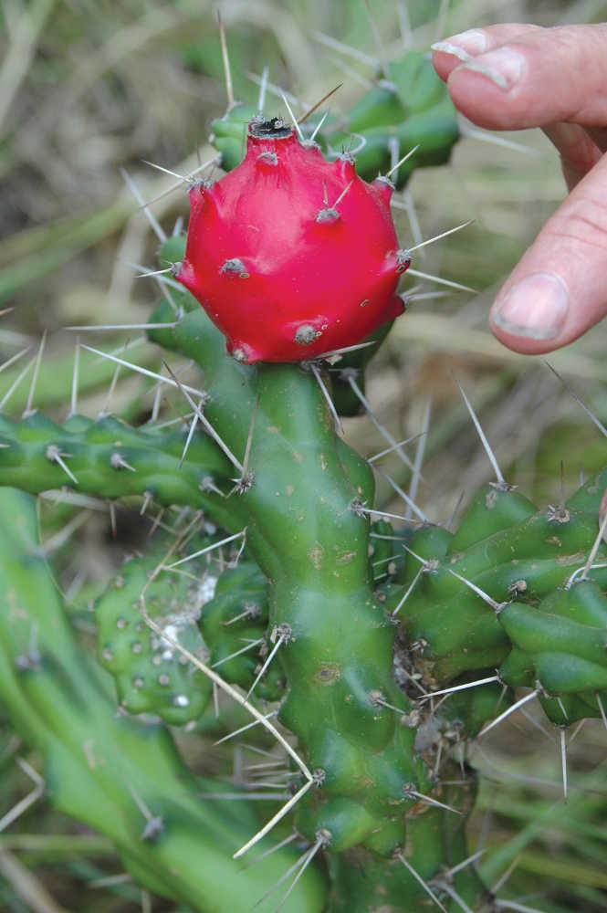 Cactus de Harrisia