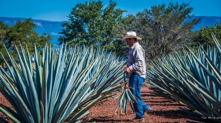 El género agave