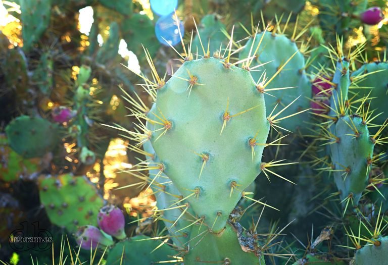 La amenaza de la Opuntia stricta