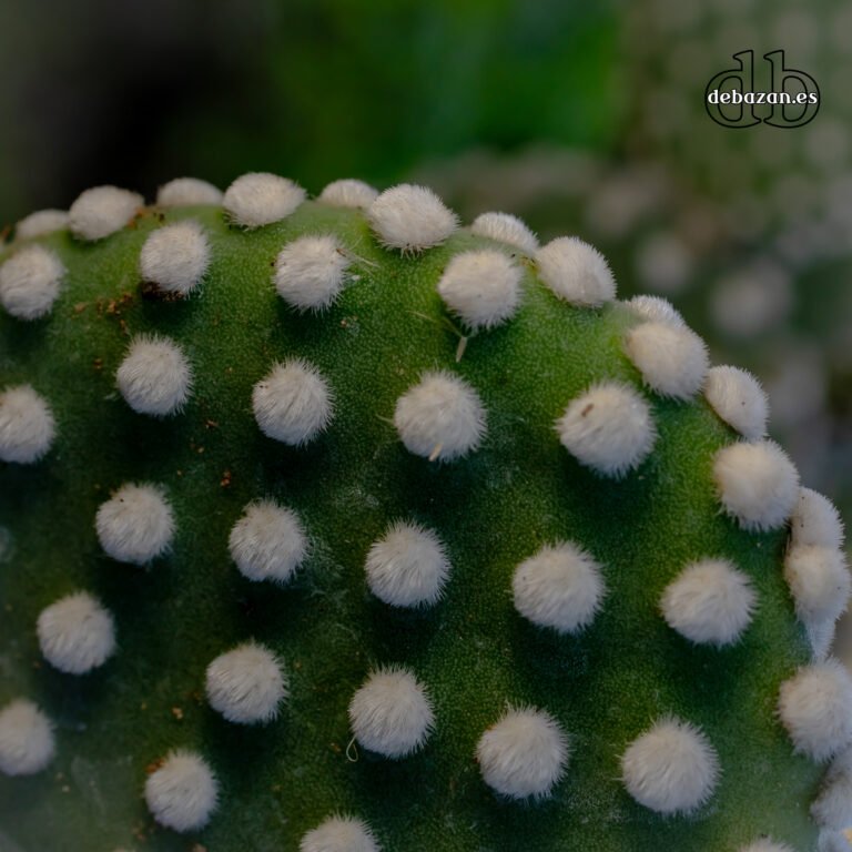 Opuntia_microdasys