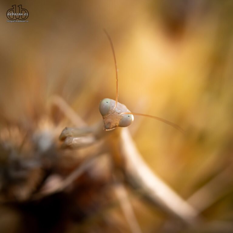 Mi mantis blanca
