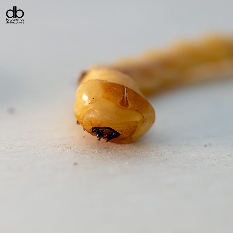 larva barrenadora de la madera