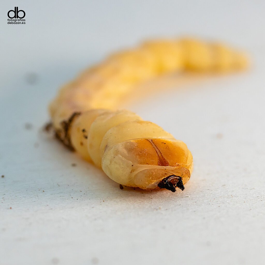 Larva barrenadora de la madera