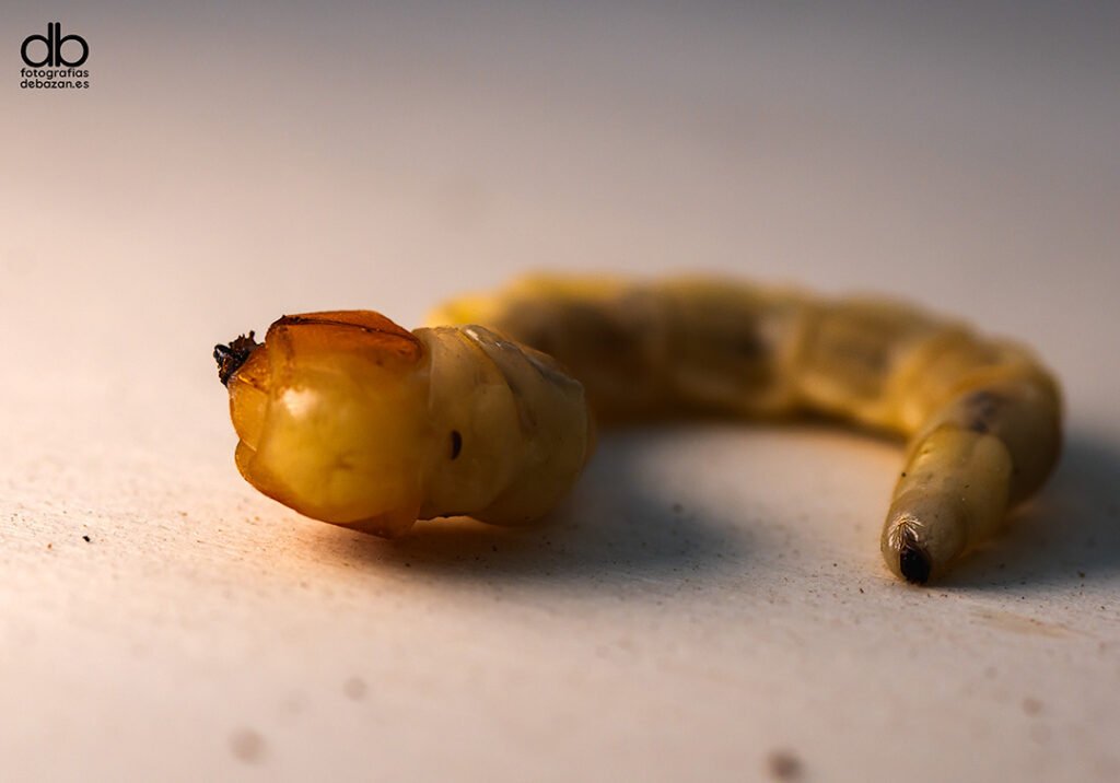 Larva barrenadora de la madera