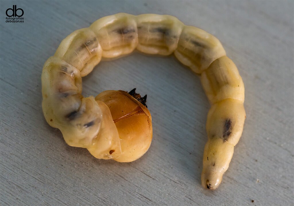 Larva barrenadora de la madera