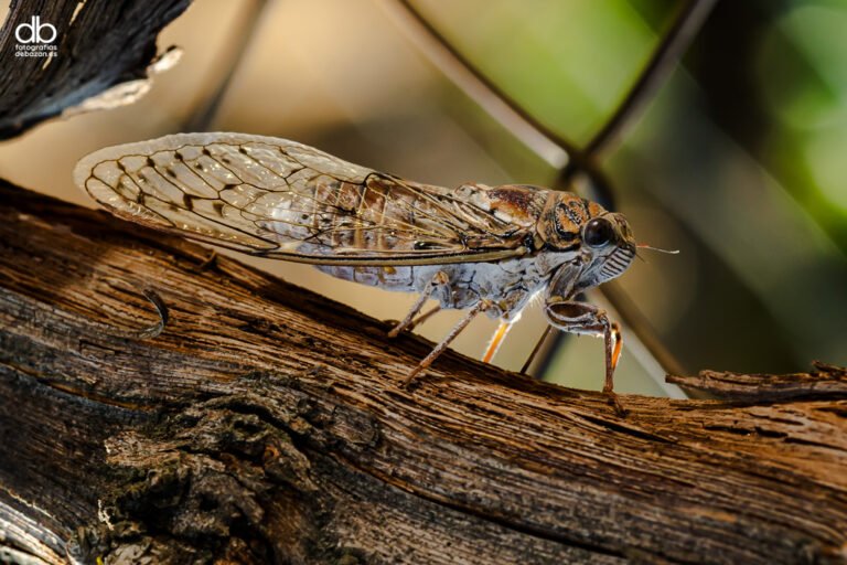 cigarra